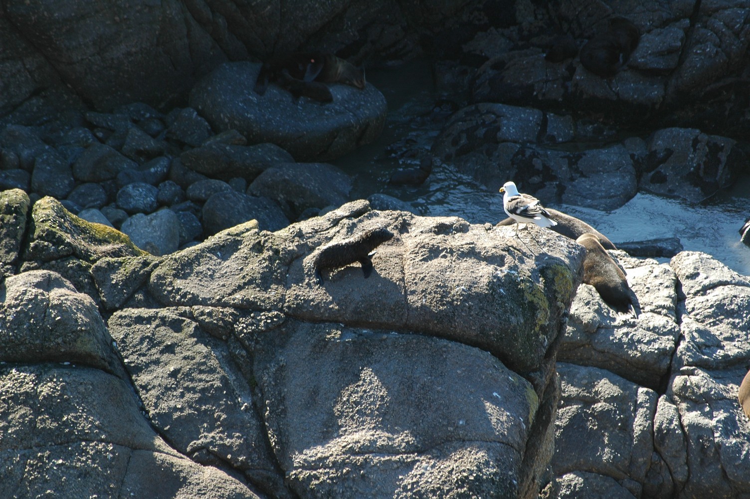 047   23 01   Nelson   Greymouth